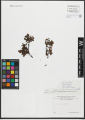 Foto von Salix retusa L.